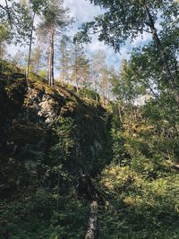 Low angle view of trees in forest against sky