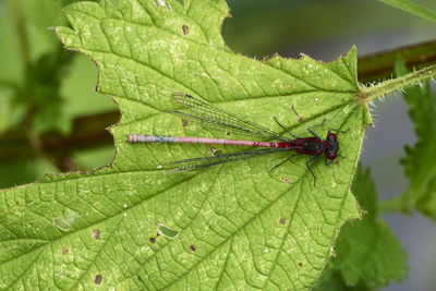 Close-up of insect on leaf