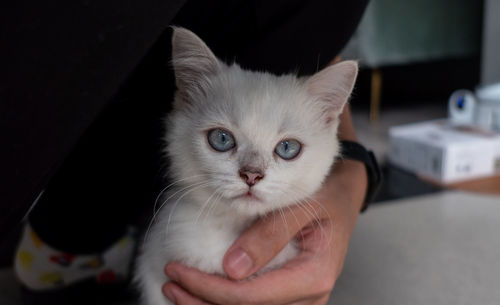 Cropped hand of man holding cat at home