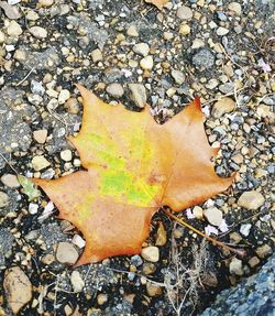 High angle view of maple leaf on ground