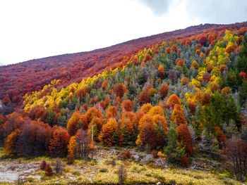 Scenic view of landscape against clear sky