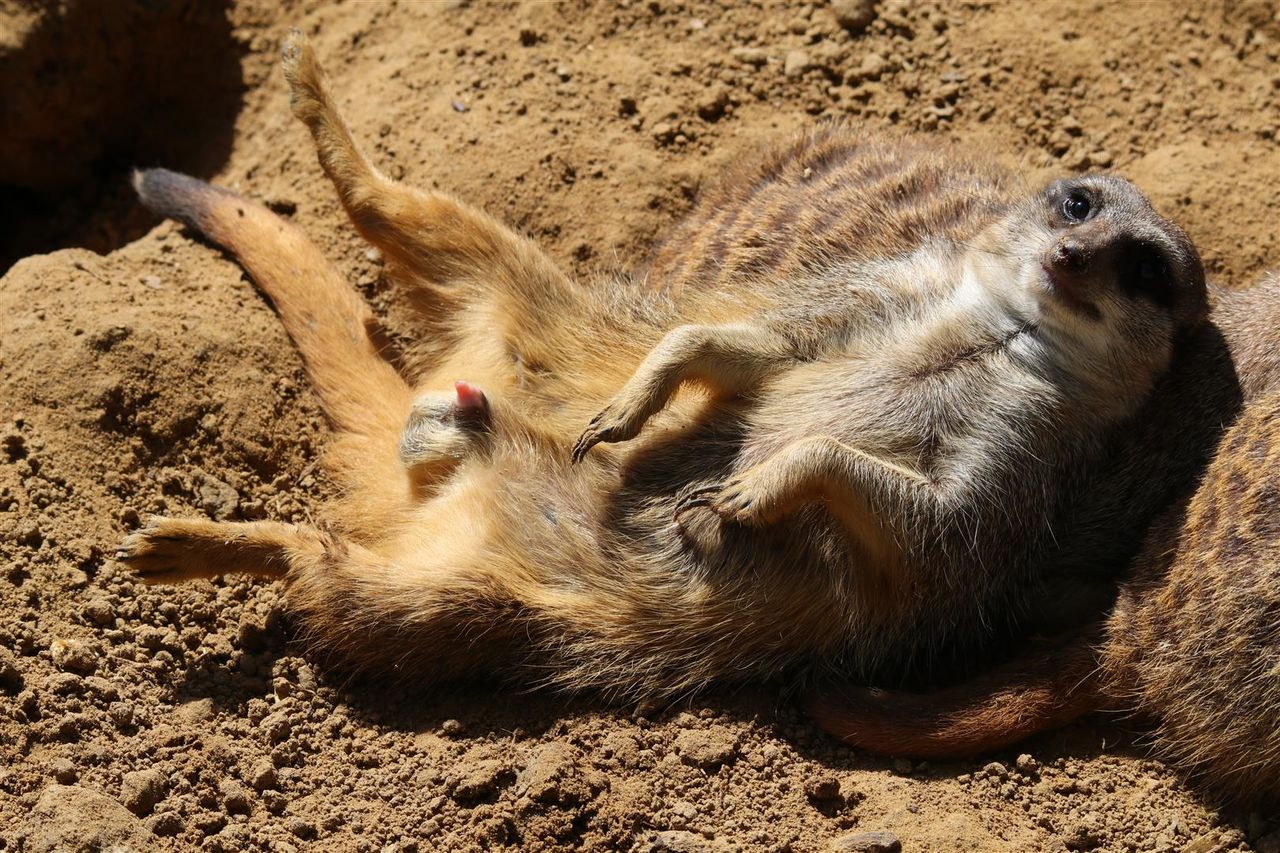 animal themes, mammal, one animal, animals in the wild, wildlife, relaxation, lying down, resting, young animal, domestic animals, two animals, sand, zoology, high angle view, togetherness, sunlight, day, nature, vertebrate, animal head