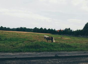 Horses grazing on grassy field