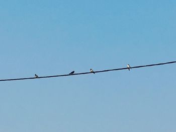 Low angle view of birds perching against clear sky