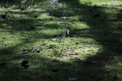 Close-up of moss growing on field
