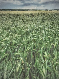 Scenic view of field against sky