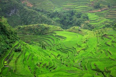 Scenic view of rice paddy field