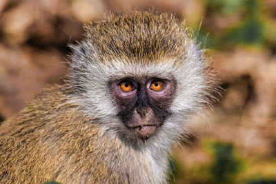 Close-up portrait of monkey