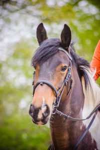 Close-up of horse