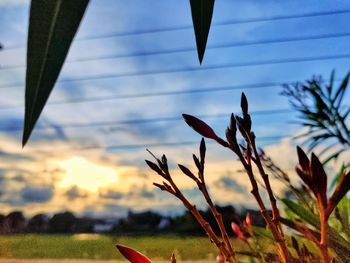 Close-up of plant growing on field against sky