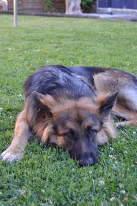 Close-up of dog lying on field