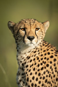 Close-up portrait of a cat