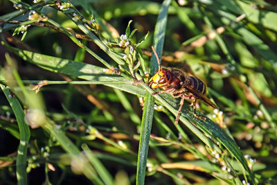 Close-up of insect on plant