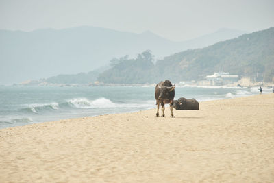 View of horse on beach