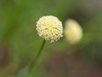 Close-up of white flowering plant