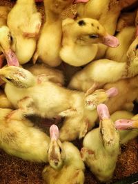 Full frame shot of baby chickens in coop