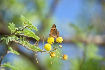 Close-up of butterfly pollinating flower