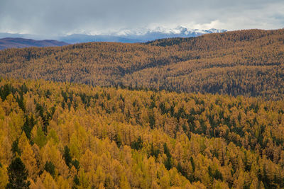 Scenic view of forest against sky