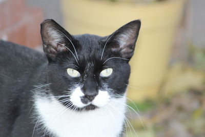 Close-up portrait of black cat