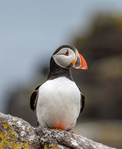 Close-up of bird perching on rock