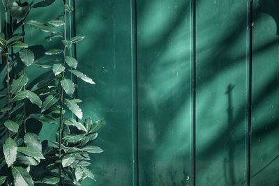 Close-up of cropped leaves against the wall