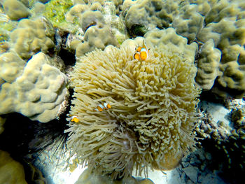 Close-up of coral in sea