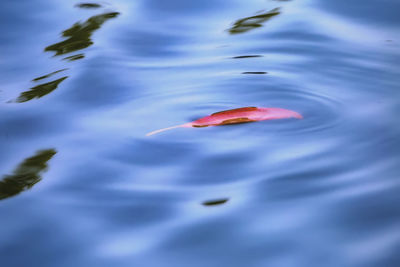 High angle view of koi carps swimming in lake