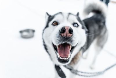 Close-up portrait of dog