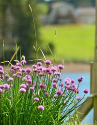 Close-up of pink flowering plants on field