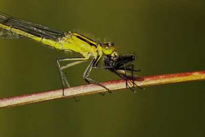 Close-up of dragonfly on plant