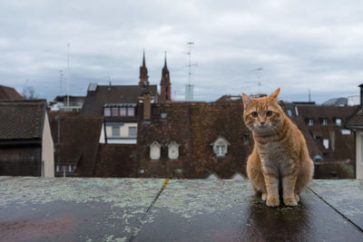 Cat in front of medieval skyline 