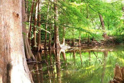 Scenic view of lake in forest