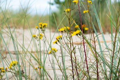 Close-up of yellow flowering plants on field