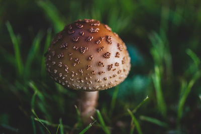 Close-up of mushroom growing on field