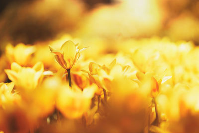 Close-up of yellow flowering plant on field