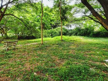 Trees growing in field