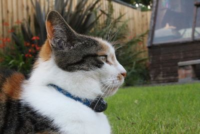 Close-up of cat looking away on field