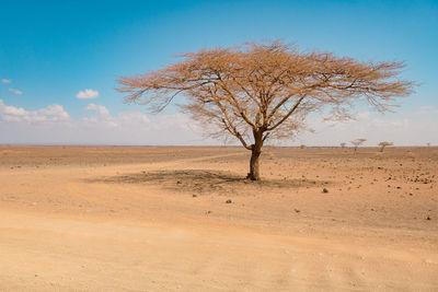 A lone acacia tree in the vast landscapes of chalbi desert in marsabit county, kenya