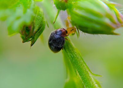 Close-up of insect on plant