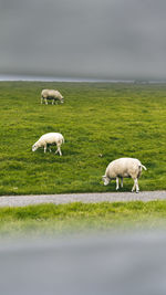 Sheeps on the grass