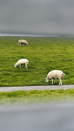 Sheep grazing in a field