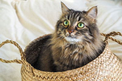 Tabby siberian domestic cat sitting in brown basket on the white blanket on bed