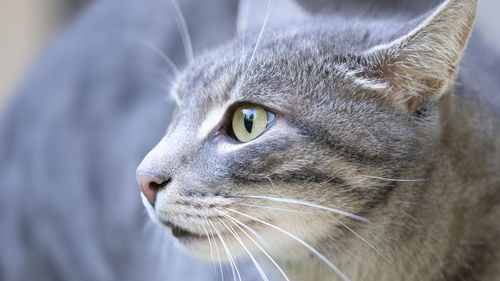 Close-up of cat