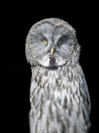 owl