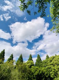 Low angle view of trees against sky