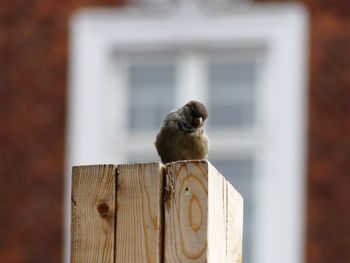 Close-up of bird perching on wooden post