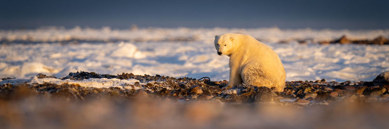 Panorama of polar bear sitting eyeing camera