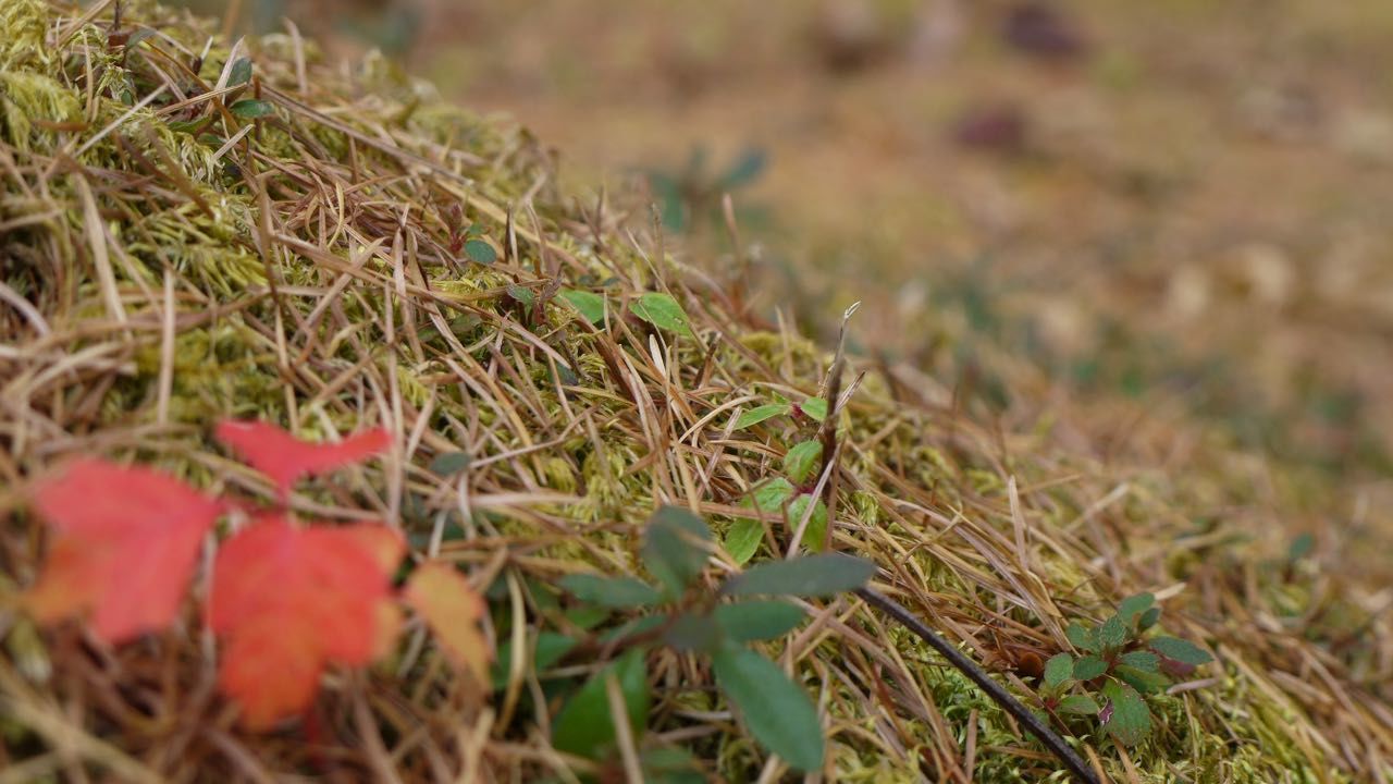 growth, selective focus, close-up, nature, plant, leaf, beauty in nature, green color, focus on foreground, day, tranquility, red, fragility, outdoors, freshness, leaves, green, botany, scenics, non-urban scene, springtime, growing, no people