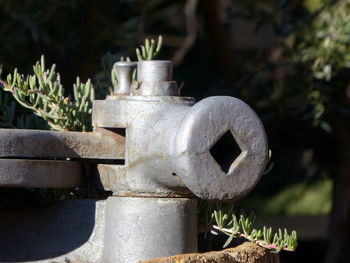 Close-up of plants