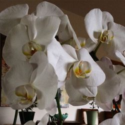 Close-up of flowers blooming outdoors